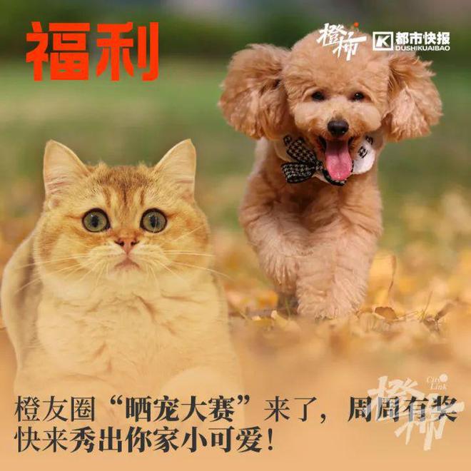 蚁森林盲盒……橙柿福利等你来AG真人平台利星购物卡、蚂(图2)